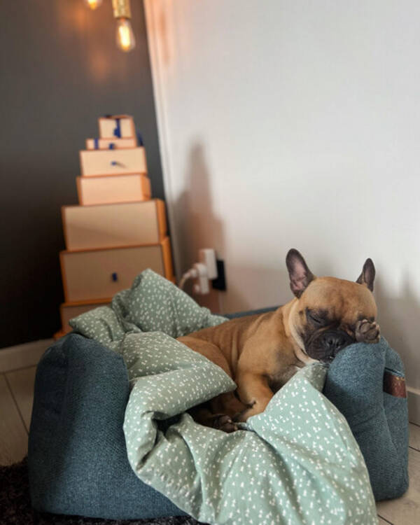 Hund - Fransk Bulldog, tik