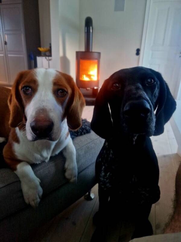 Hund - Skra och Brolle