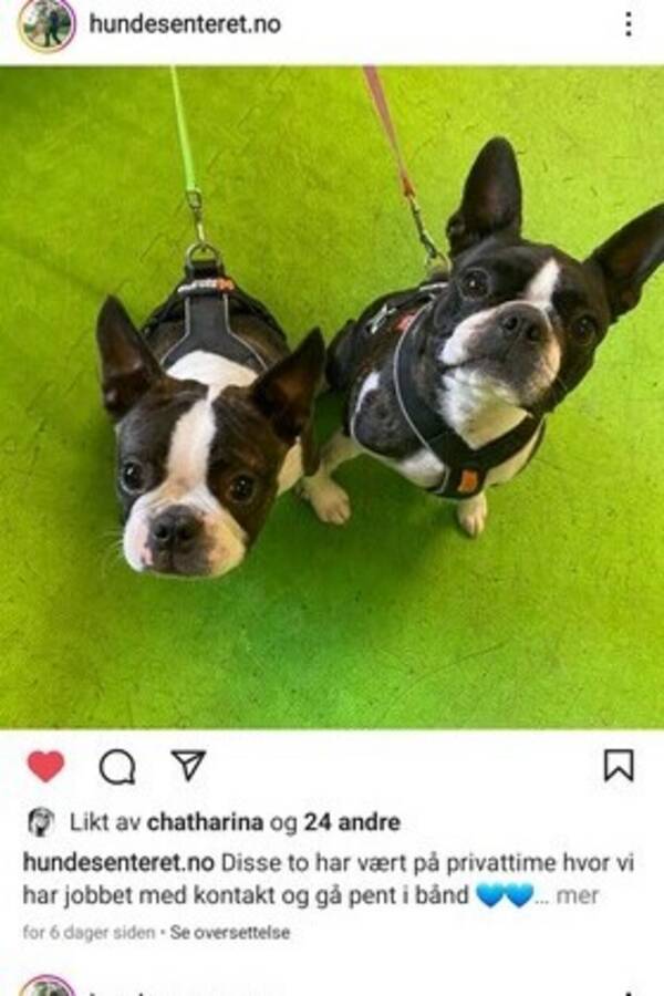 Hund - Boston Terrier Hund - Boston Terrier