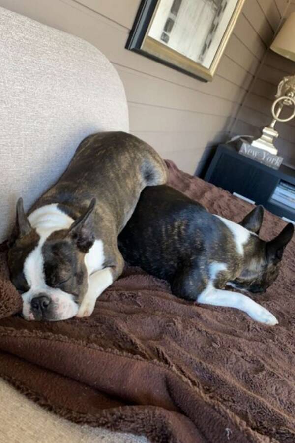 Hund - Boston Terrier Hund - Boston Terrier