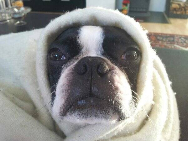 Hund - Boston Terrier