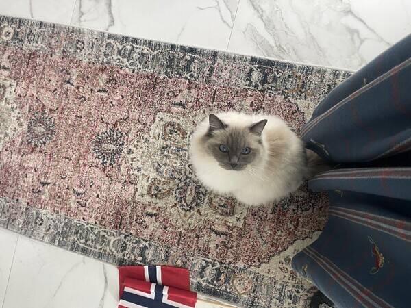 Katt - William og Harry 2 stk ragdoll katter Katt - William og Harry 2 stk ragdoll katter