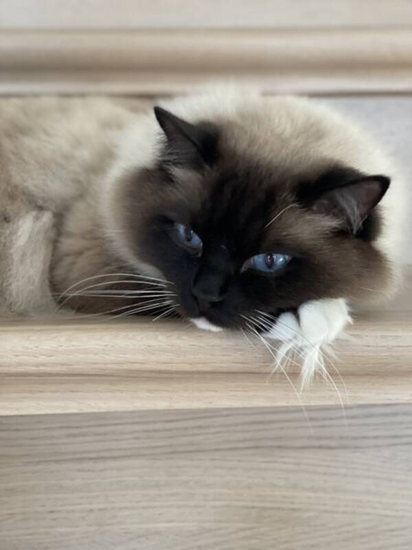 Katt - William og Harry 2 stk ragdoll katter Katt - William og Harry 2 stk ragdoll katter