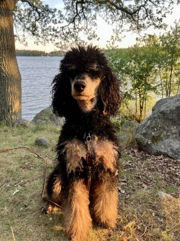 Hund - Mellanpudeln Granit