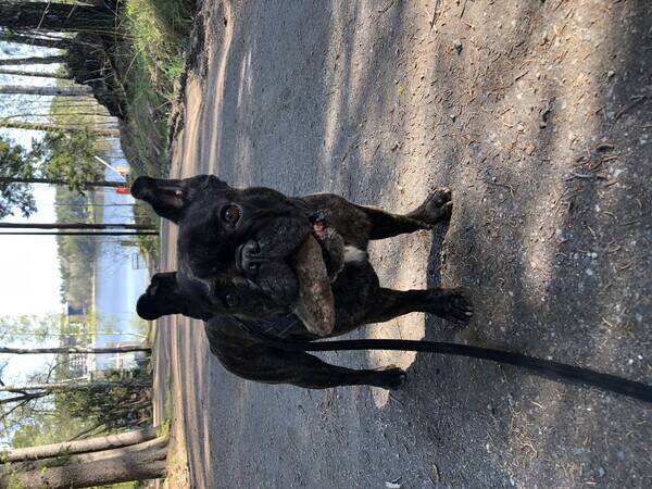 Hund - Fransk bulldog Dolly 