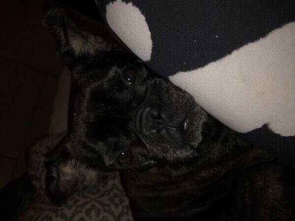 Hund - Fransk bulldog Dolly 