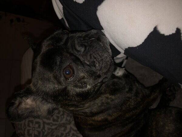 Hund - Fransk bulldog Dolly 