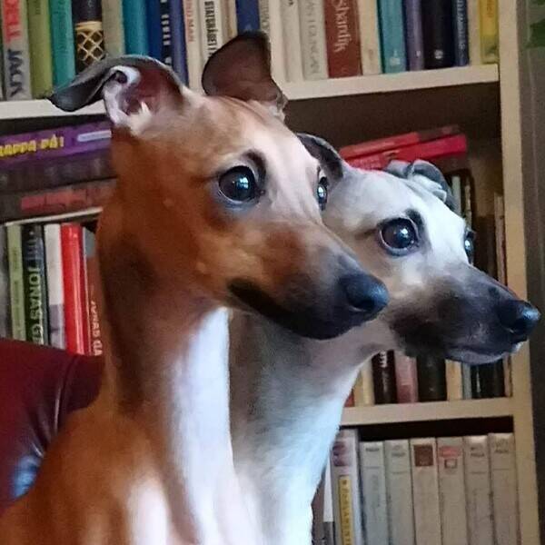 Hund - Mor den ljusare och Dotter, den mrkare