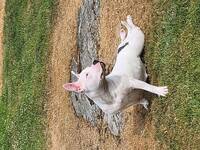 Amerikansk bulldog Amerikansk bulldog