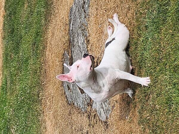Hund - Amerikansk bulldog