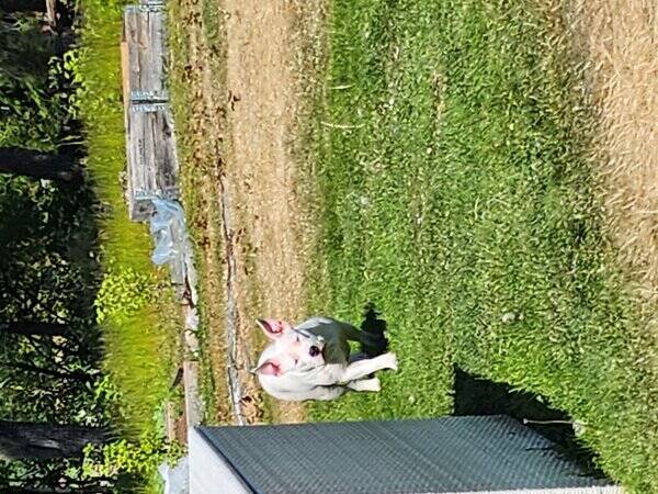 Hund - Amerikansk bulldog