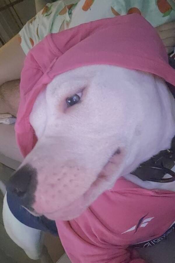 Hund - Amerikansk bulldog