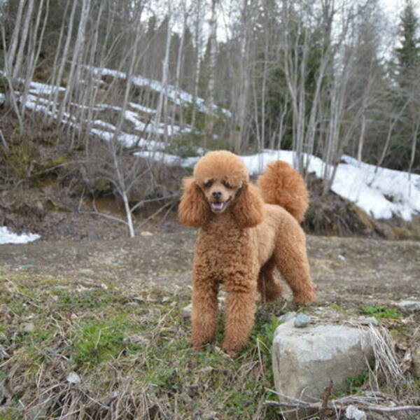 Hund - Mellompuddel