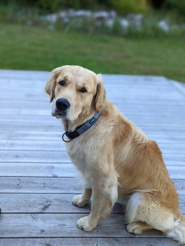 Hund - Golden Teddy