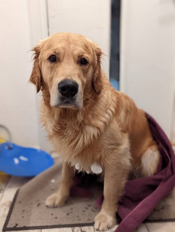 Hund - Golden Teddy