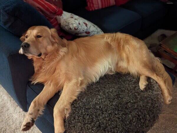 Hund - Golden Teddy