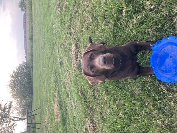 Hund - Brun labrador  Hund - Brun labrador