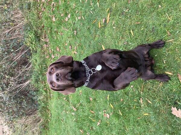 Hund - Brun labrador  Hund - Brun labrador