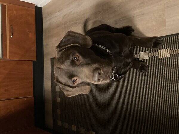 Hund - Brun labrador  Hund - Brun labrador