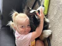 Finsk lapphund Tino Finsk lapphund Tino