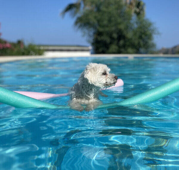Hund - snllaste hunden i vrlden