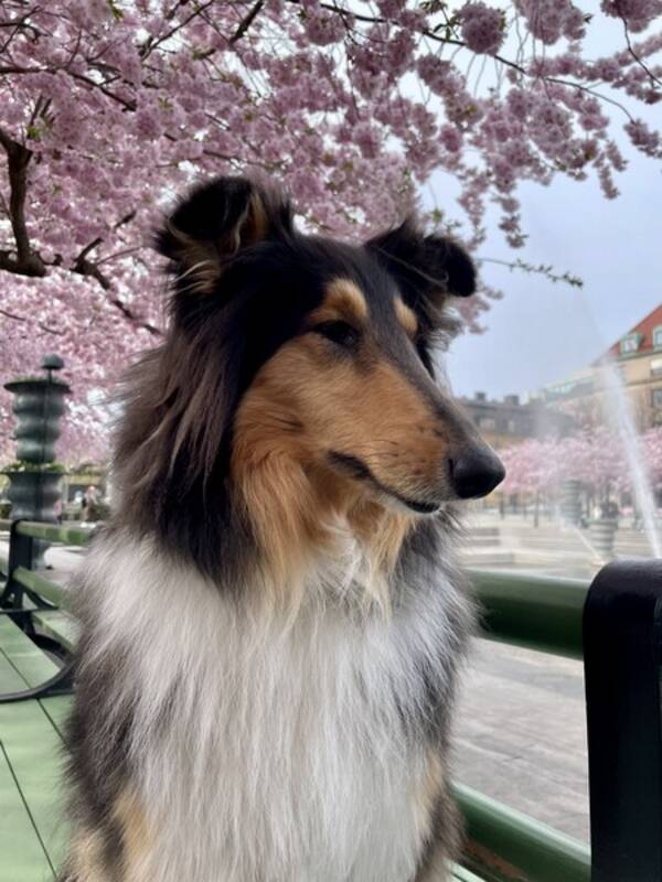 Hund - Fin och lugn Collie-tik