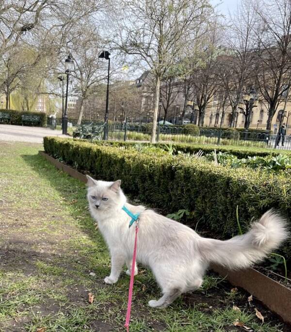 Katt - Fin Ragdoll-hona