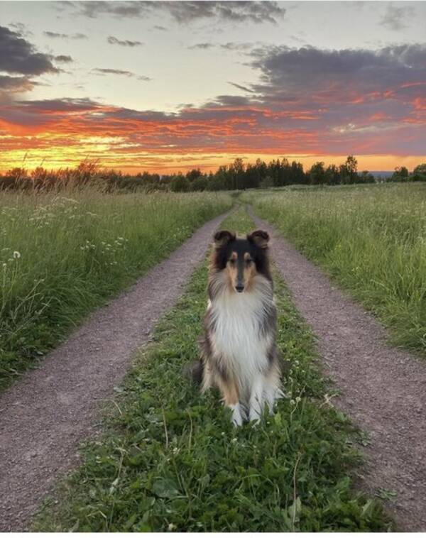 Hund - Fin och lugn Collie-tik