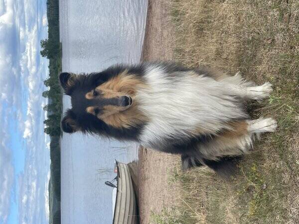 Hund - Fin och lugn Collie-tik