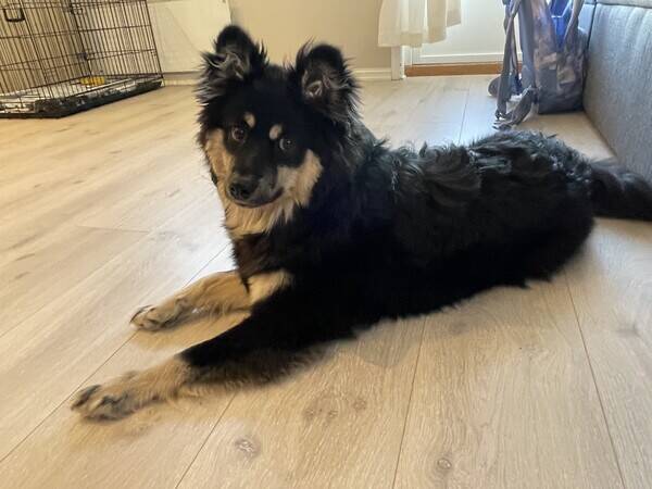 Hund - Finsk Lapphund Hund - Finsk Lapphund