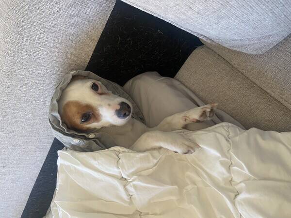 Hund - Jack Russell Sigrid 