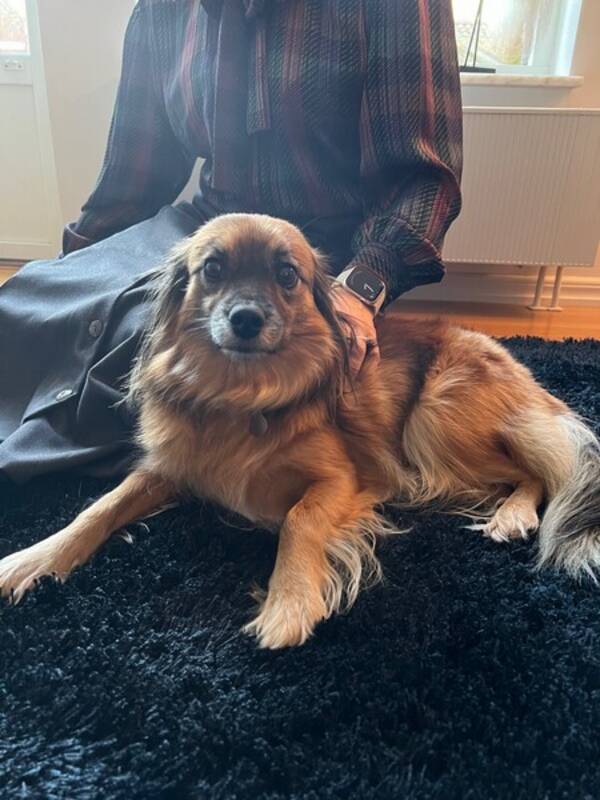 Hund - Hunden Isa Hund - Hunden Isa