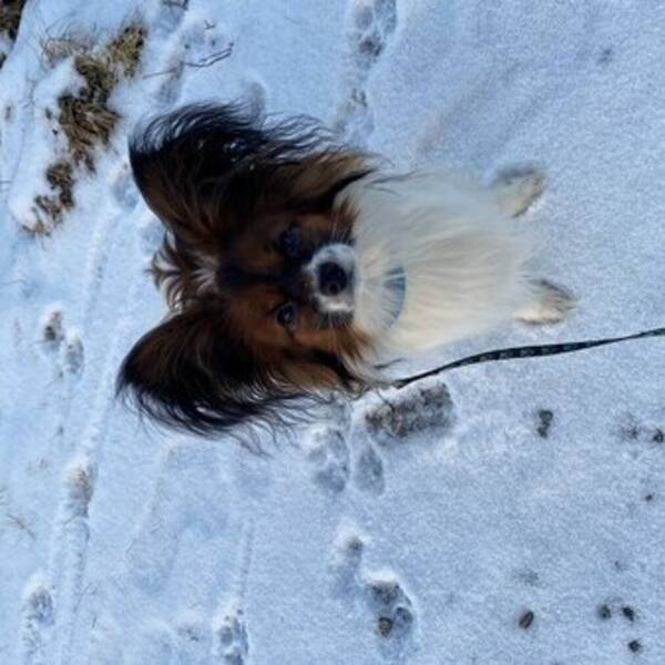 Hund - Papillonen Joey