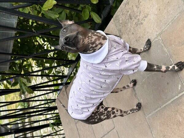 Hund