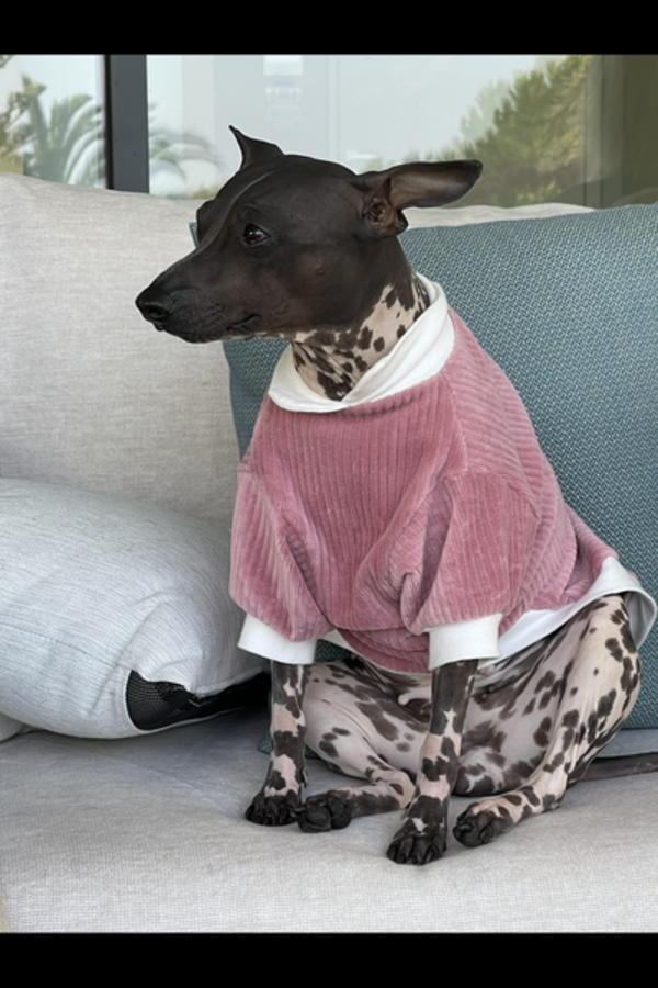 Hund