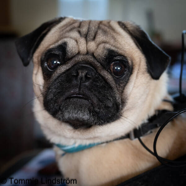 Hund - Mopsen Gösta