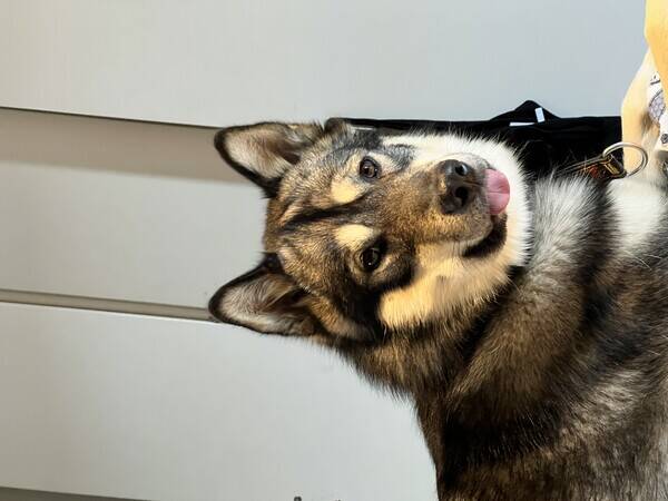 Hund - Malamute Karhu