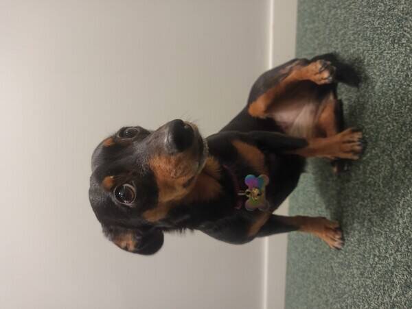 Hund - Metis tax