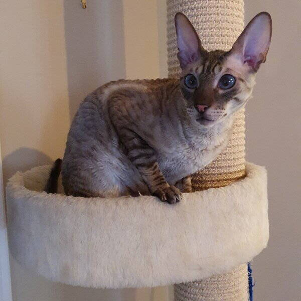 Katt Katt