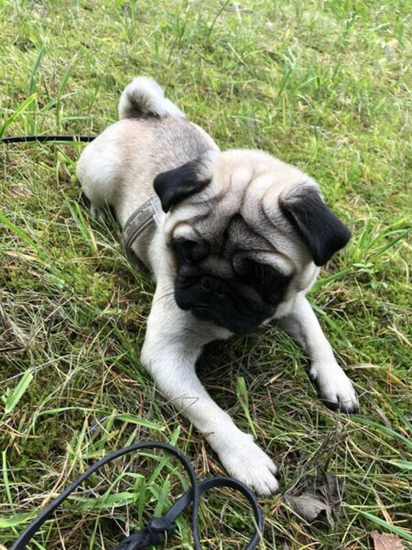 Hund