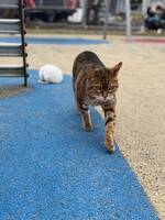 Bengalen Leoni  Bengalen Leoni