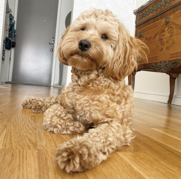 Hund - Theo The Cockerpoo