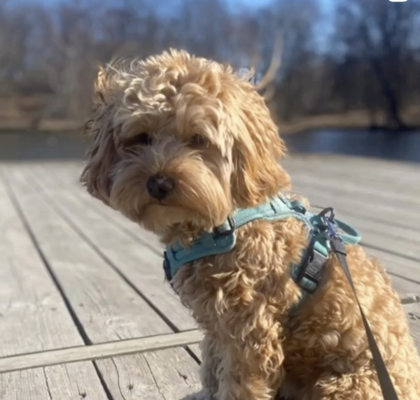 Hund - Theo The Cockerpoo