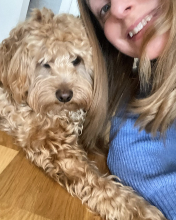 Hund - Theo The Cockerpoo Hund - Theo The Cockerpoo