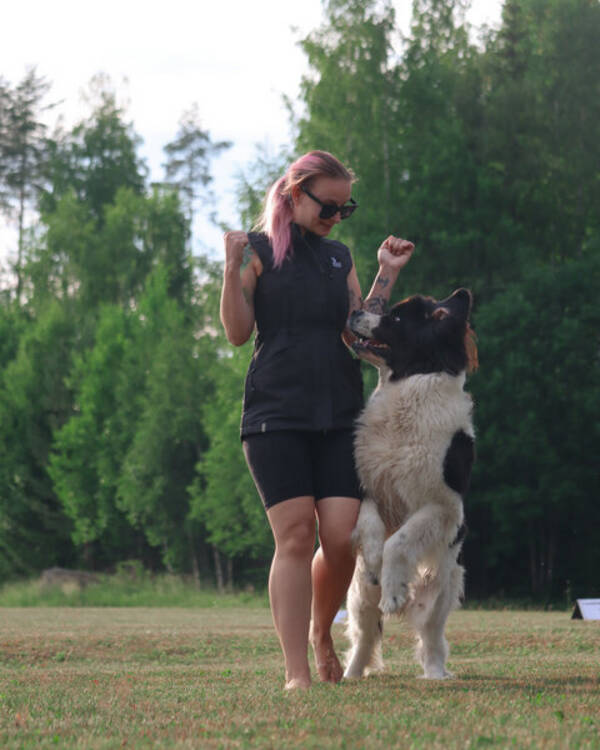 Hund - Haiwa, landseer. 