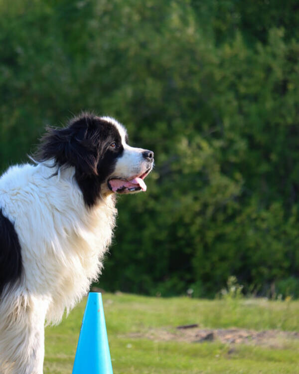 Hund - Elvis, landseer.