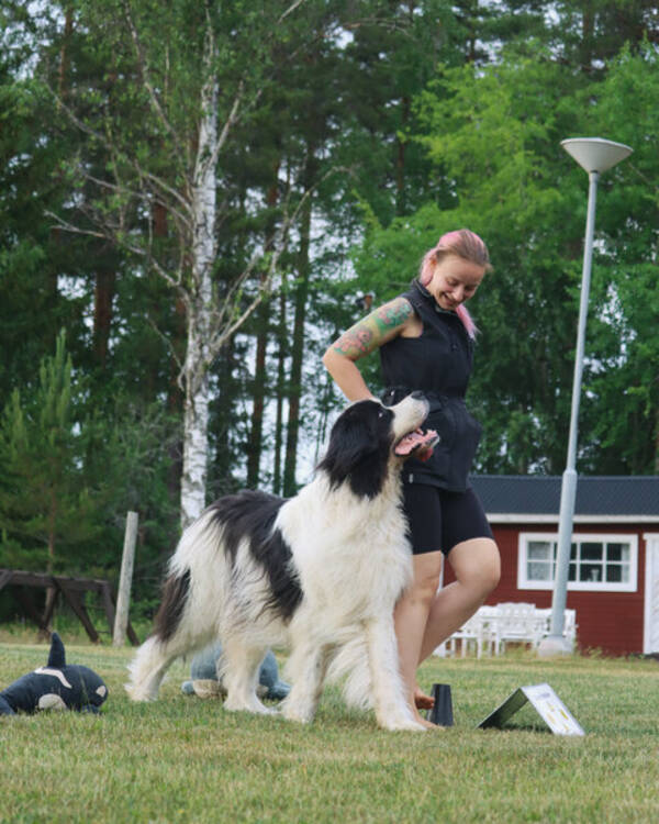 Hund - Elvis, landseer.