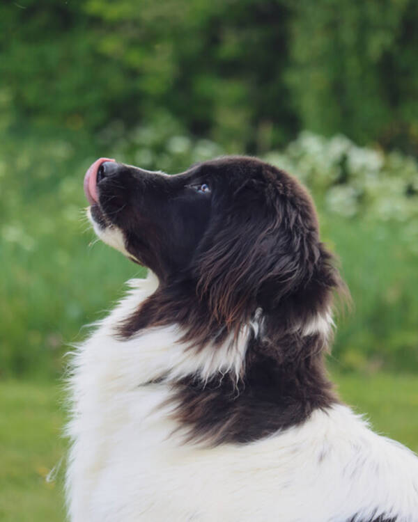 Hund - Kejla, landseer 