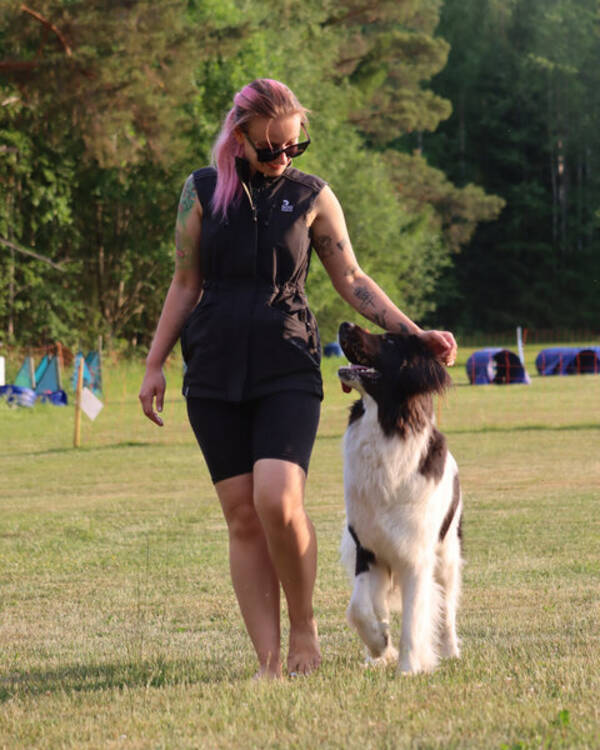 Hund - Kejla, landseer 
