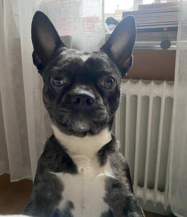 Hund - Benz the bullhuahua Hund - Benz the bullhuahua